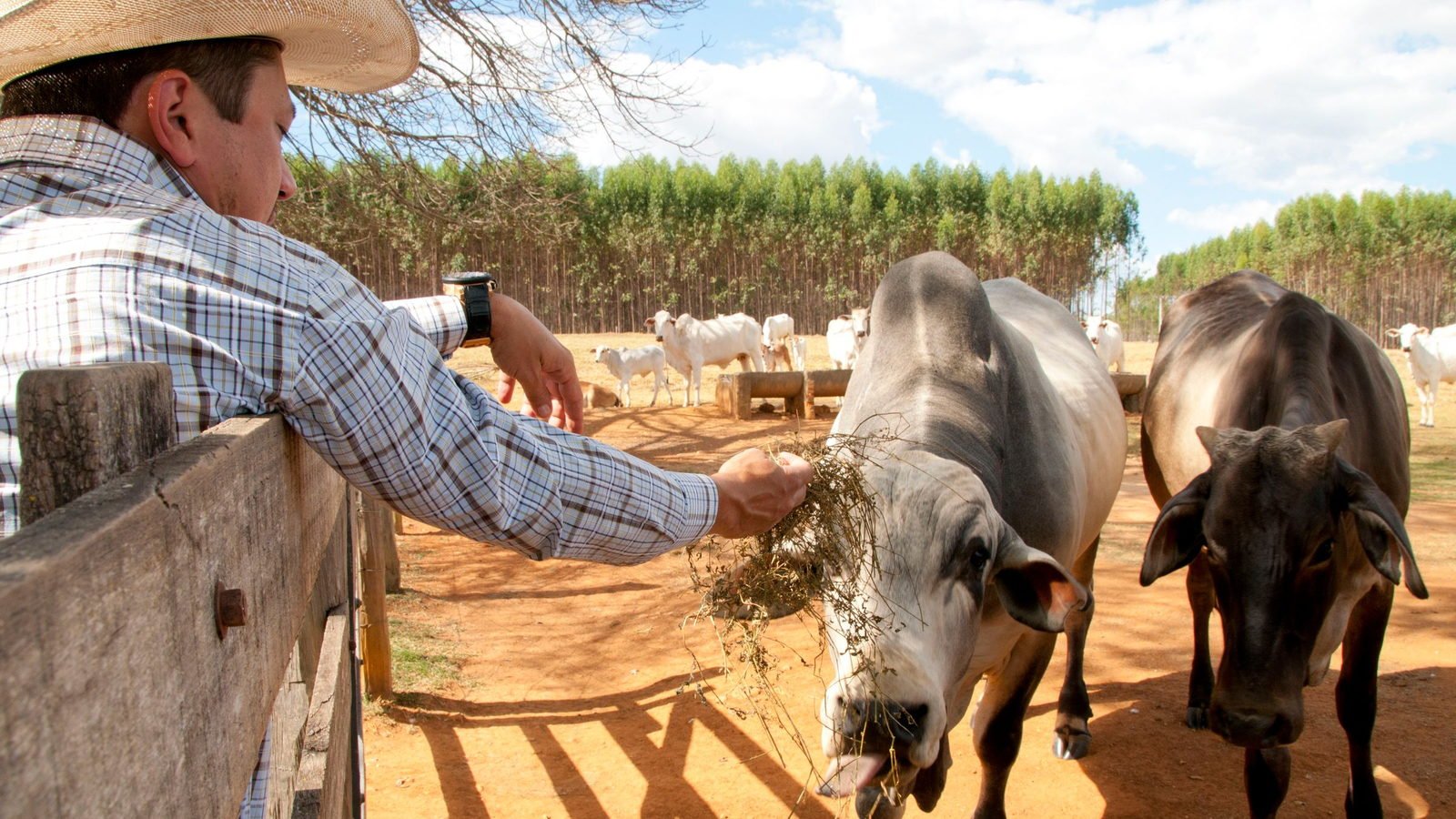 Pecuarista oferece forragem a bois nelore junto à cerca do curral, em pasto de terra vermelha no interior de Goiás